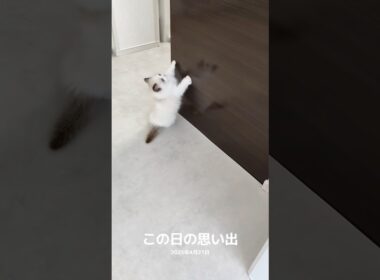 飛べない子猫🐾 #shorts #猫 #子猫 #ラグドール #甘えん坊猫 #猫のいる暮らし