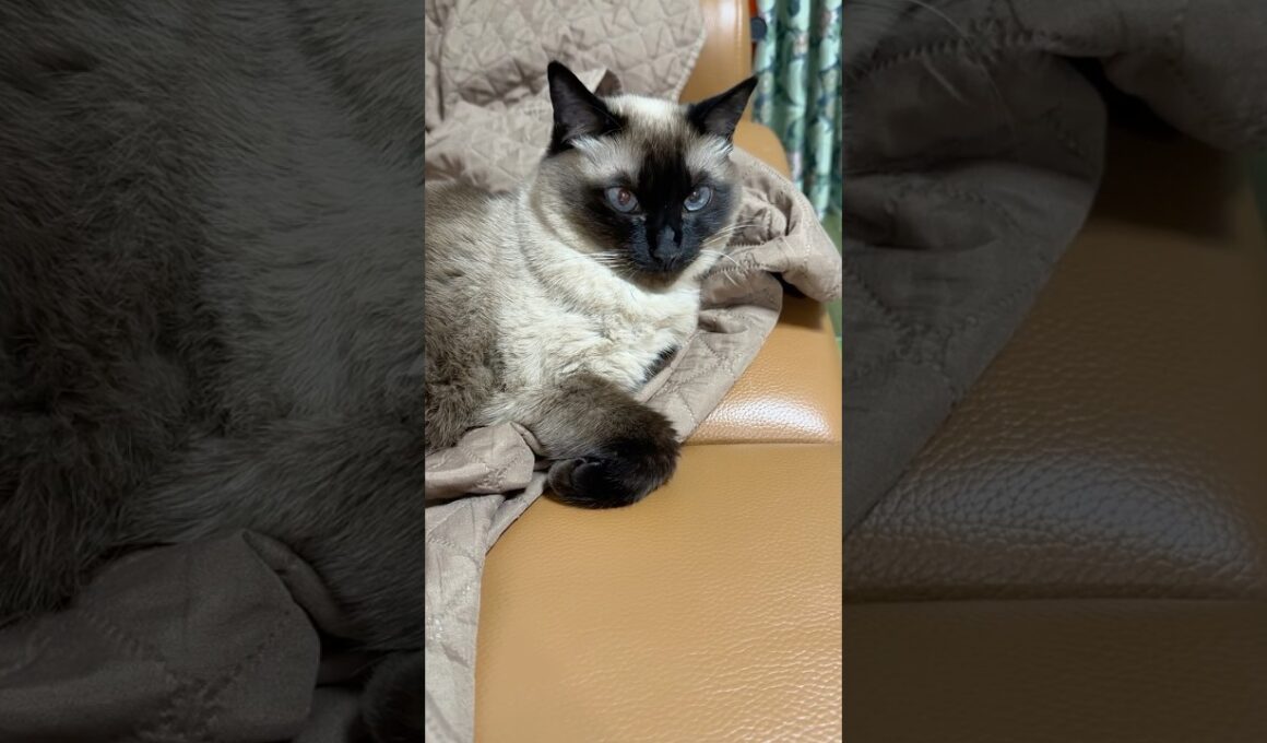 マフラー巻いてるシャム猫のふくさん【たぬき猫】 #cat #しゃむねこ #猫のいる暮らし #猫好きさんと繋がりたい #ねこ #cutecat #cat