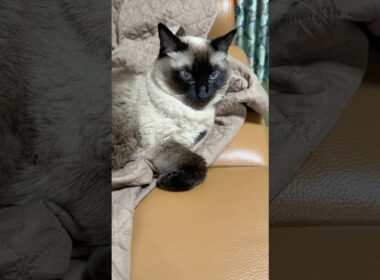 マフラー巻いてるシャム猫のふくさん【たぬき猫】 #cat #しゃむねこ #猫のいる暮らし #猫好きさんと繋がりたい #ねこ #cutecat #cat