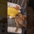 ぬいぐるみと寝る猫【ソマリのぷー】#猫 #猫のいる暮らし #cat #ねこのいる生活 #ねこ #ネコ #猫動画 #shortvideo #shorts #short