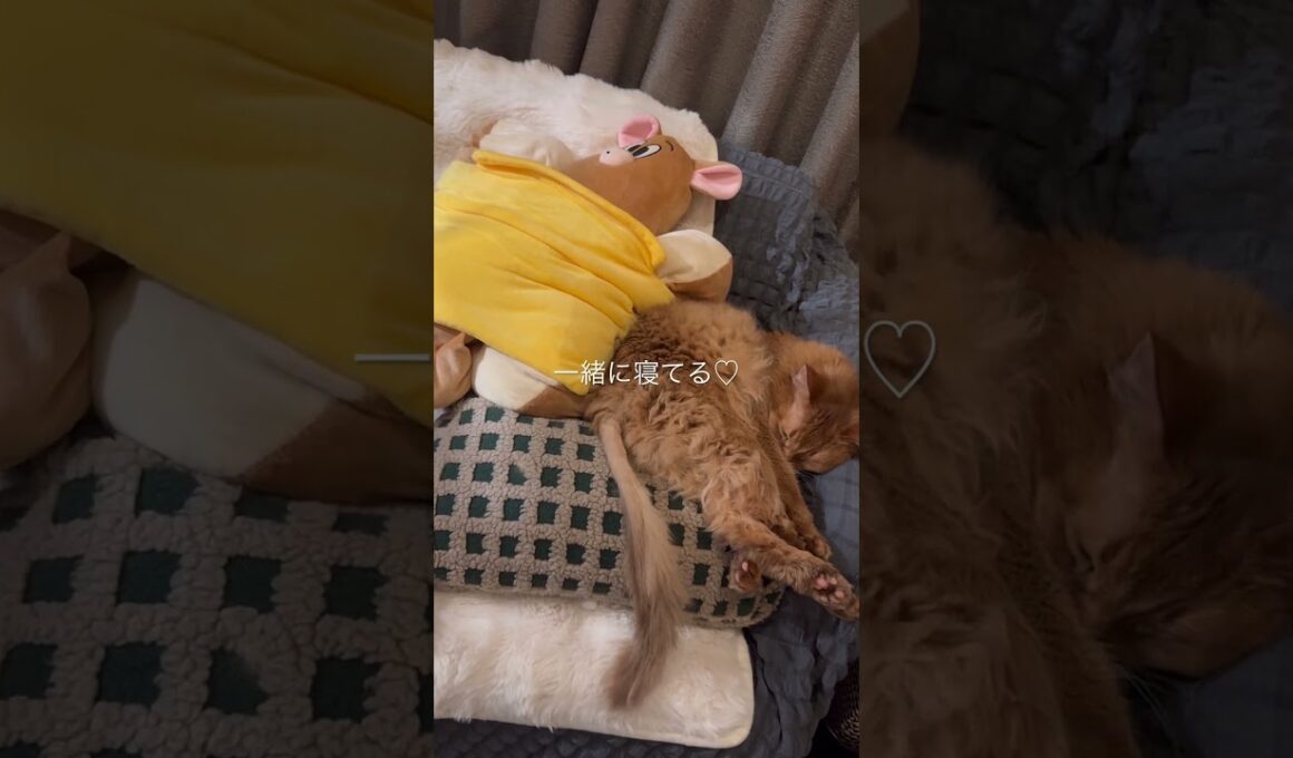ぬいぐるみと寝る猫【ソマリのぷー】#猫 #猫のいる暮らし #cat #ねこのいる生活 #ねこ #ネコ #猫動画 #shortvideo #shorts #short