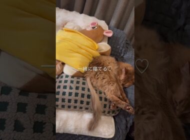 ぬいぐるみと寝る猫【ソマリのぷー】#猫 #猫のいる暮らし #cat #ねこのいる生活 #ねこ #ネコ #猫動画 #shortvideo #shorts #short