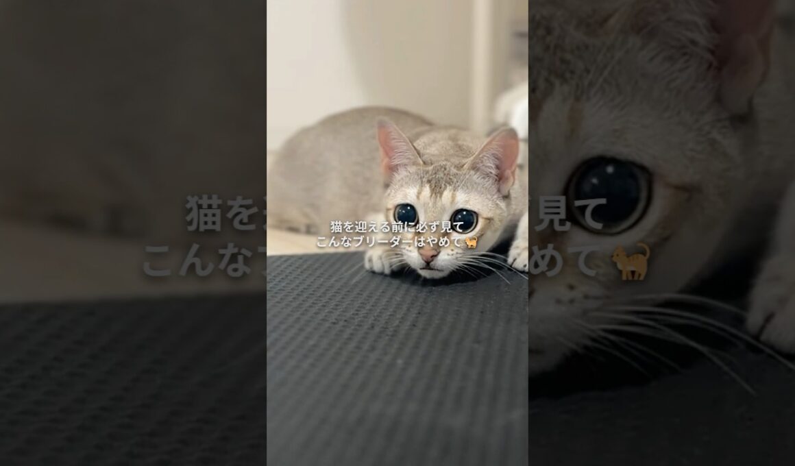 猫を迎える前に必ず見て！こんなブリーダーはやめて🙅🏻‍♀️#シンガプーラ #猫のいる生活 #猫あるある
