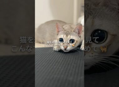 猫を迎える前に必ず見て！こんなブリーダーはやめて🙅🏻‍♀️#シンガプーラ #猫のいる生活 #猫あるある