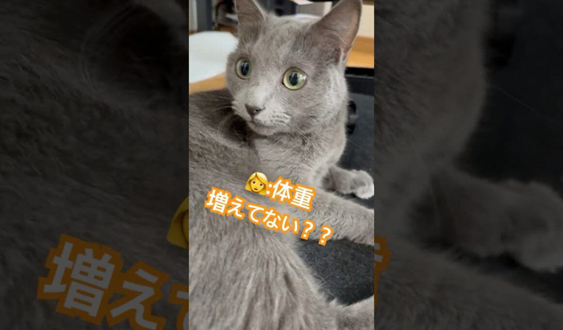 体重増えてない⁉️❤️ #猫 #ロシアンブルー #catshorts #shorts