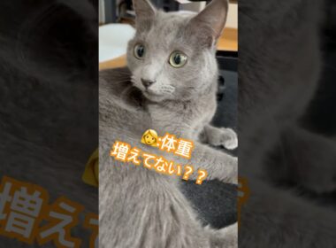 体重増えてない⁉️❤️ #猫 #ロシアンブルー #catshorts #shorts