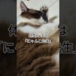 体型だけは「にゃんこ先生」毎晩悶絶する「そらくん」#shortsyoutube #スノーシュー猫
