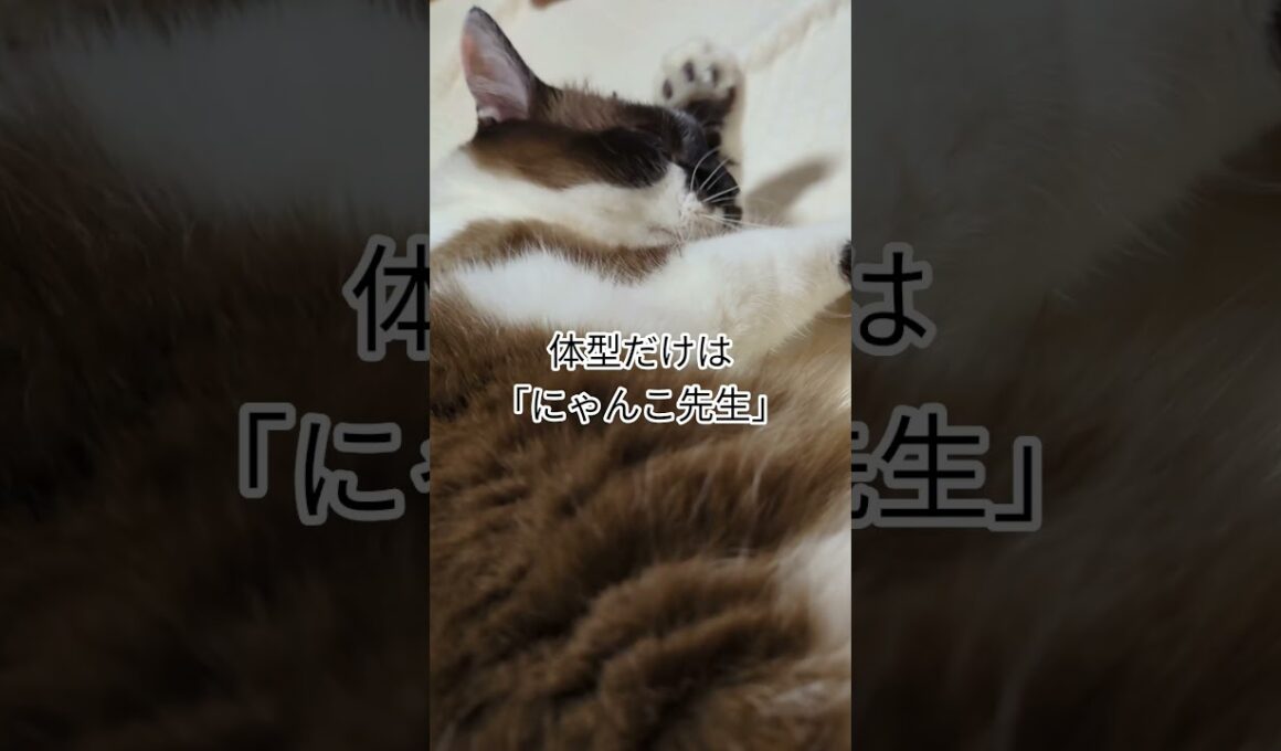 体型だけは「にゃんこ先生」毎晩悶絶する「そらくん」#shortsyoutube #スノーシュー猫