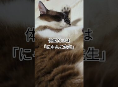 体型だけは「にゃんこ先生」毎晩悶絶する「そらくん」#shortsyoutube #スノーシュー猫