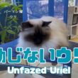 バーマン猫ウリ【動じないウリ】Unfazed Uriel（バーマン猫）Birman/Cat