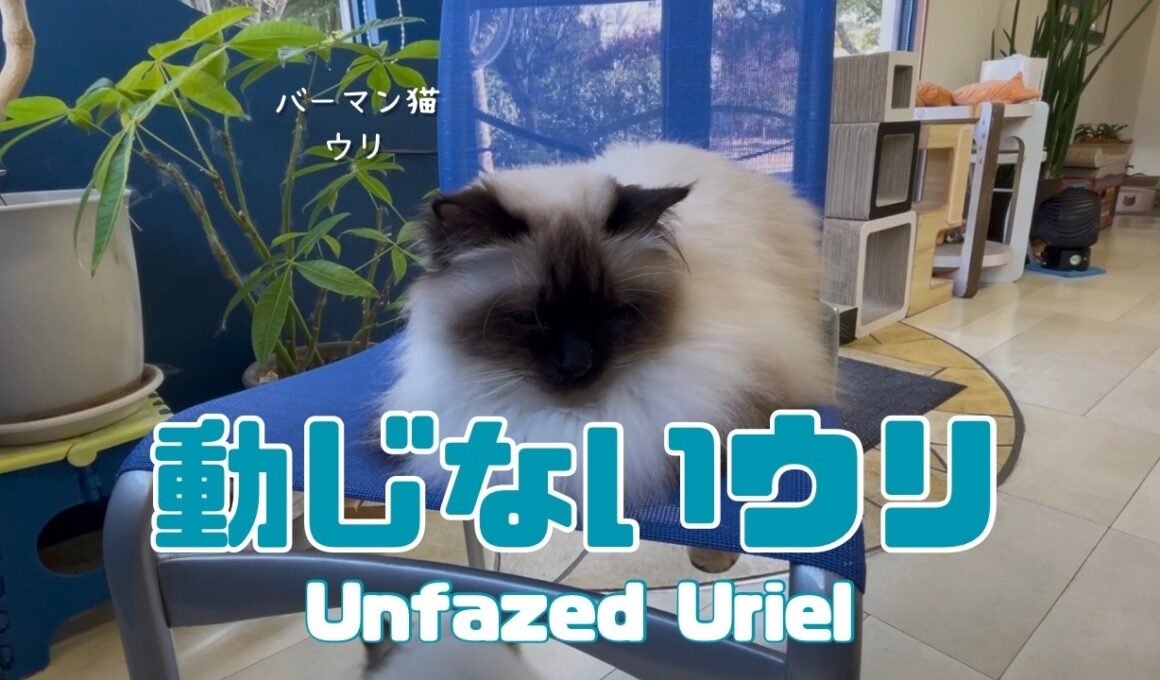 バーマン猫ウリ【動じないウリ】Unfazed Uriel（バーマン猫）Birman/Cat