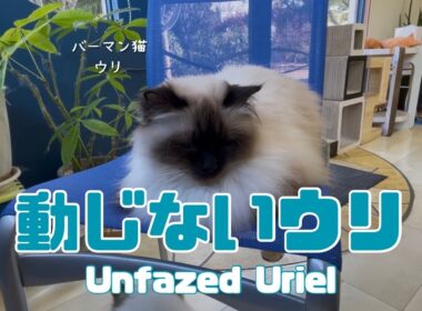 バーマン猫ウリ【動じないウリ】Unfazed Uriel（バーマン猫）Birman/Cat