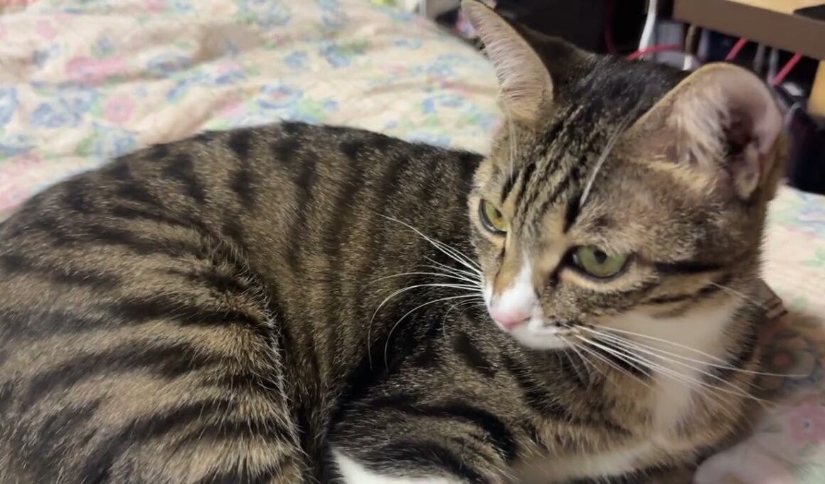 シャム猫のパンダ、ゆっくり歩いて、食事場へ。黒猫くー、食事を終えて、変なアクション。キジシロのルル、ダイエットを意識して、ガマン