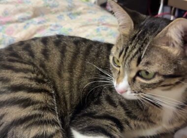 シャム猫のパンダ、ゆっくり歩いて、食事場へ。黒猫くー、食事を終えて、変なアクション。キジシロのルル、ダイエットを意識して、ガマン