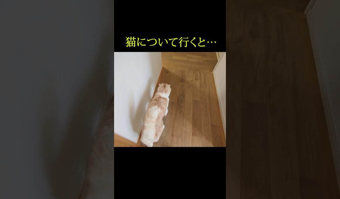 猫について行った結果とんでもないことが...