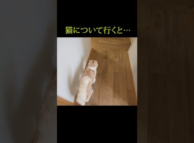 猫について行った結果とんでもないことが...