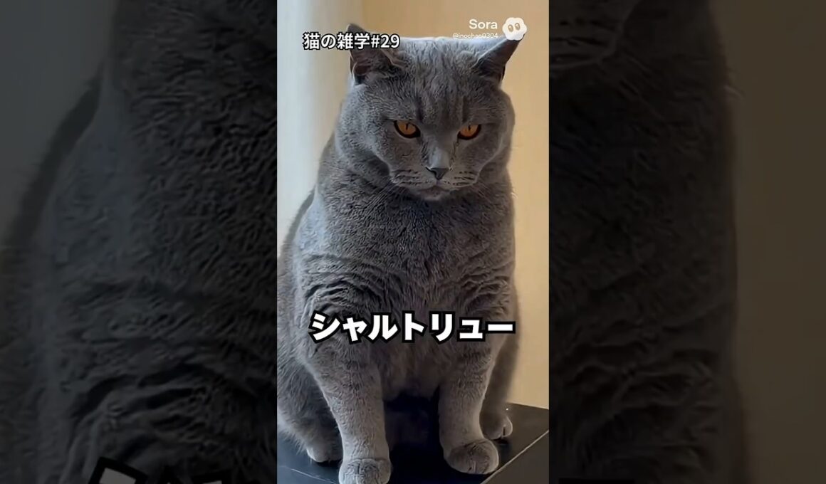 シャルトリューは“無口”な猫？🐾✨ でも動くと別猫レベルに速い｜猫の雑学 #Shorts