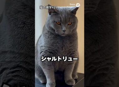 シャルトリューは“無口”な猫？🐾✨ でも動くと別猫レベルに速い｜猫の雑学 #Shorts