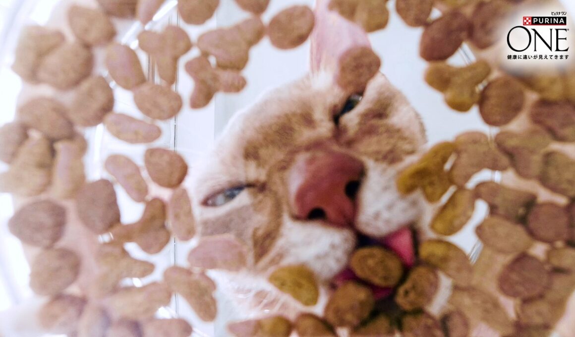 😺猫ちゃんの身体は「たんぱく質」でできている。だからこそ41%配合 ピュリナ ワン 高たんぱくシリーズ