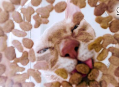 😺猫ちゃんの身体は「たんぱく質」でできている。だからこそ41%配合 ピュリナ ワン 高たんぱくシリーズ