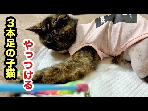 やっとおもちゃで遊び出した３本足の子猫メルちゃん