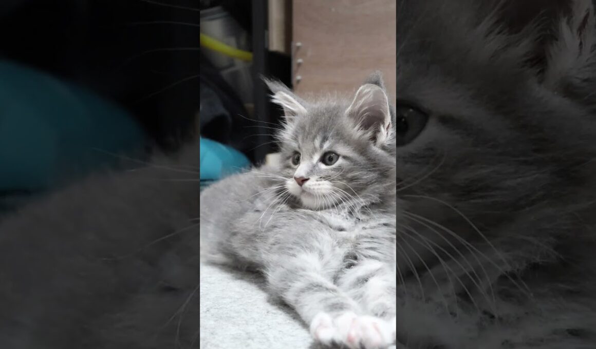 とっても可愛いメインクーン男子の厨子王君