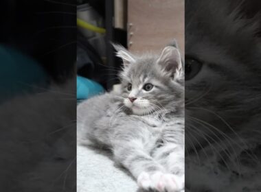 とっても可愛いメインクーン男子の厨子王君