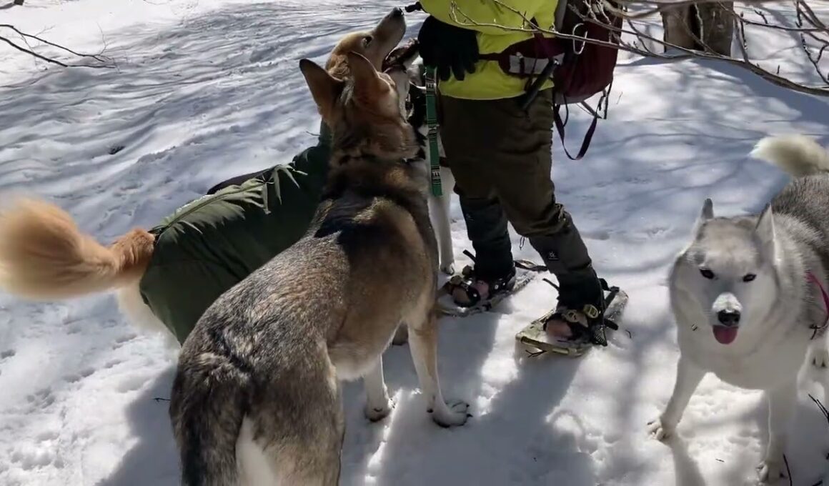 2/15&21&3/8スノーシュー