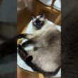 椅子を占拠するシャム猫のふくさん【たぬき猫】 #cat #しゃむねこ #猫のいる暮らし #猫好きさんと繋がりたい #ねこ #cutecat #cat