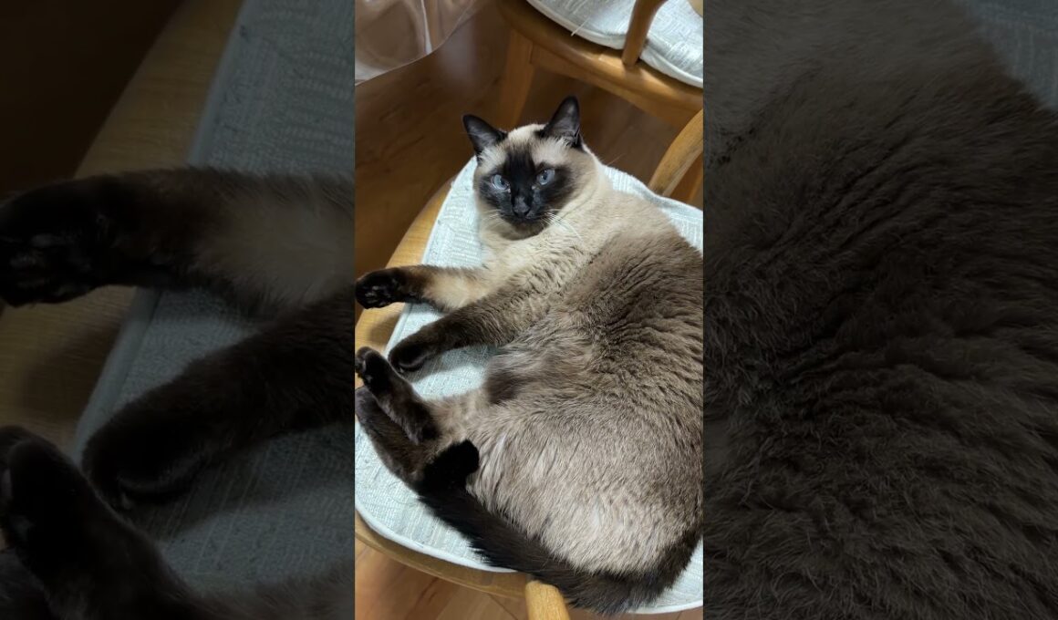 椅子を占拠するシャム猫のふくさん【たぬき猫】 #cat #しゃむねこ #猫のいる暮らし #猫好きさんと繋がりたい #ねこ #cutecat #cat