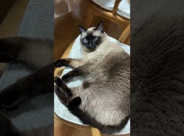 椅子を占拠するシャム猫のふくさん【たぬき猫】 #cat #しゃむねこ #猫のいる暮らし #猫好きさんと繋がりたい #ねこ #cutecat #cat