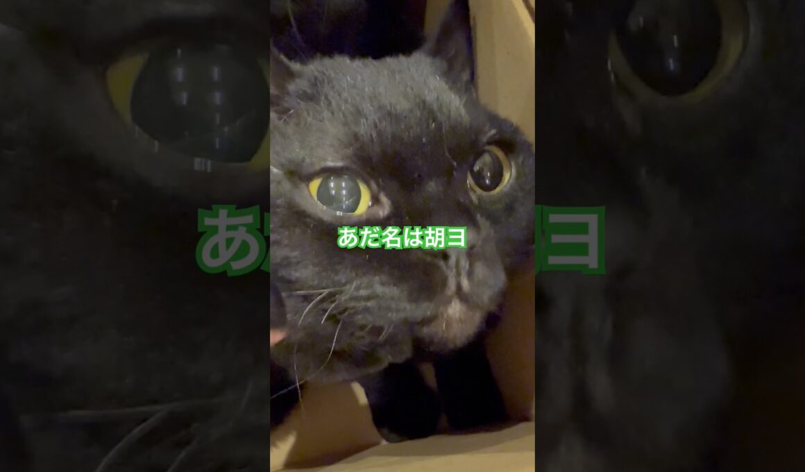 このネコ、非売ネコなり。 #猫のいる暮らし #cat #セルカークレックス #ブリティッシュショートヘア