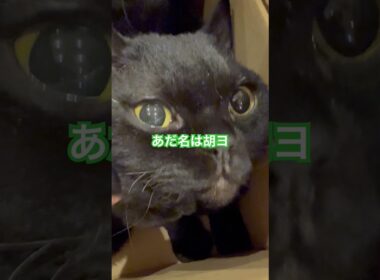 このネコ、非売ネコなり。 #猫のいる暮らし #cat #セルカークレックス #ブリティッシュショートヘア