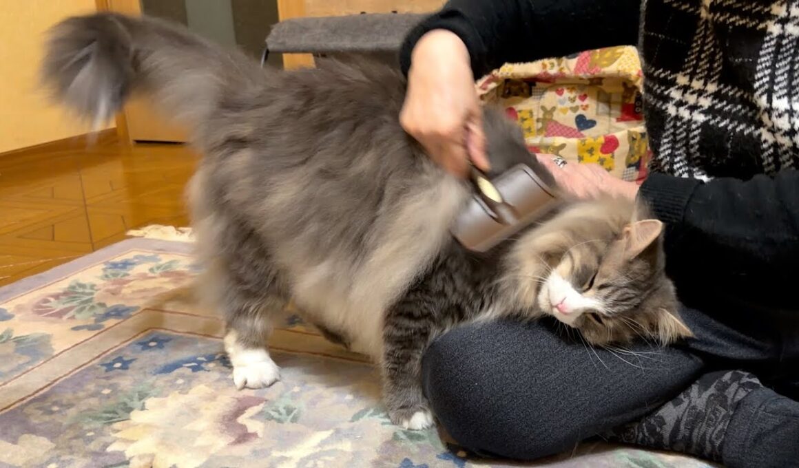【がぶっ！】もふ猫たちに噛まれまくるばあばwwwノルウェージャンフォレストキャット