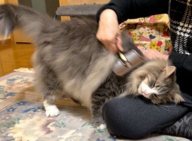 【がぶっ！】もふ猫たちに噛まれまくるばあばwwwノルウェージャンフォレストキャット