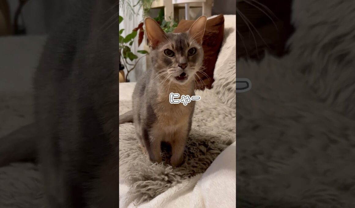 威圧感がハンパない猫 #shorts #猫 #アビシニアン #ノルウェージャンフォレストキャット #cat