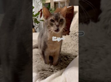 威圧感がハンパない猫 #shorts #猫 #アビシニアン #ノルウェージャンフォレストキャット #cat