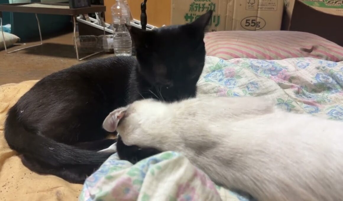 キジシロのルル「黒猫の黒夢。シャムの雫を、いじるな。雫、変顔になってるぞｗ」