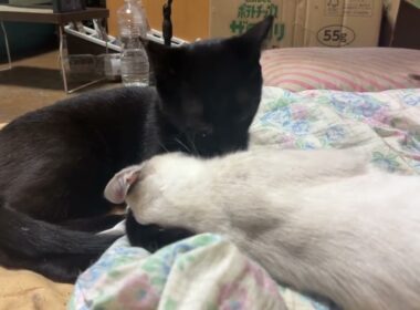 キジシロのルル「黒猫の黒夢。シャムの雫を、いじるな。雫、変顔になってるぞｗ」