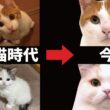【成長記録】あんなに小さかった子猫たちが今はこんな事になりました…