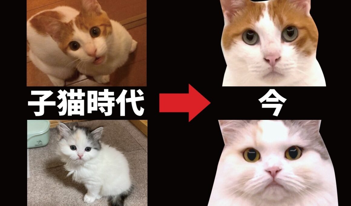 【成長記録】あんなに小さかった子猫たちが今はこんな事になりました…
