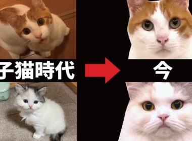 【成長記録】あんなに小さかった子猫たちが今はこんな事になりました…