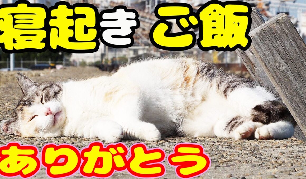 防波堤の寝起きの子猫のチャトランのママにご飯をあげると・・・ さくらねこへのエサやり【視聴だけでも猫たちを助けることになります】支援者様 視聴者様 猫たちに神のご加護を！野良猫の感動猫動画