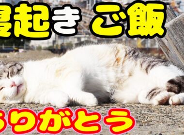 防波堤の寝起きの子猫のチャトランのママにご飯をあげると・・・ さくらねこへのエサやり【視聴だけでも猫たちを助けることになります】支援者様 視聴者様 猫たちに神のご加護を！野良猫の感動猫動画