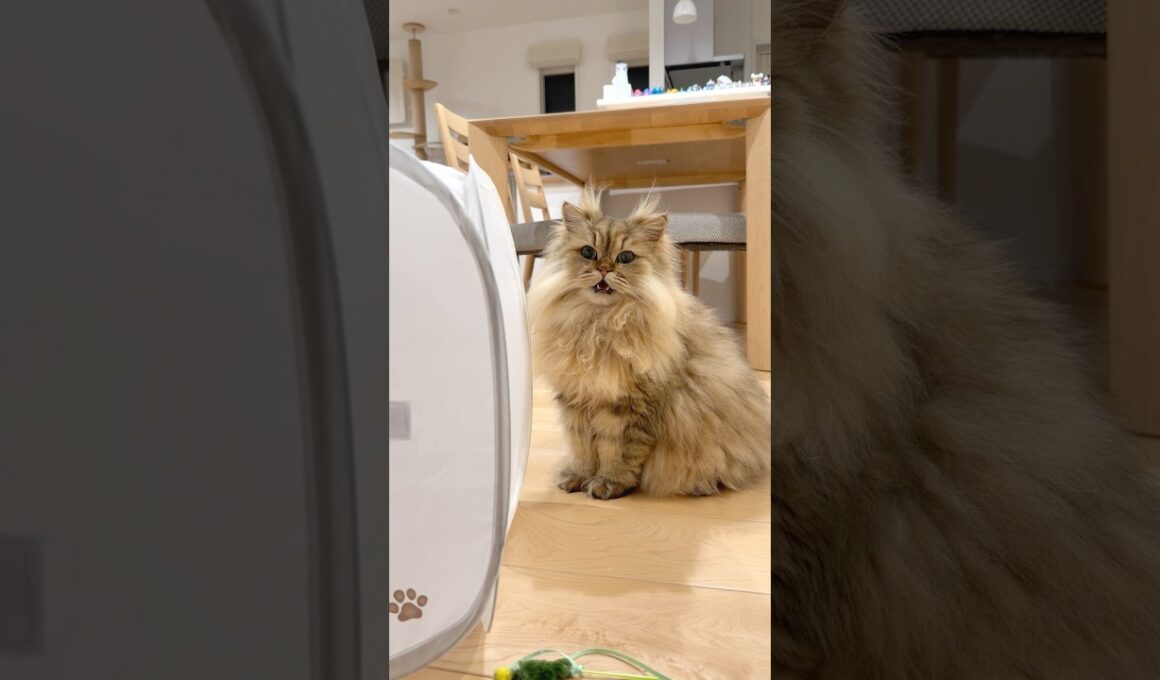 口を開けて鳴く準備をする猫 【サイベリアン】 #Shorts