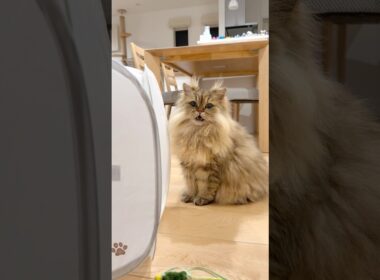 口を開けて鳴く準備をする猫 【サイベリアン】 #Shorts