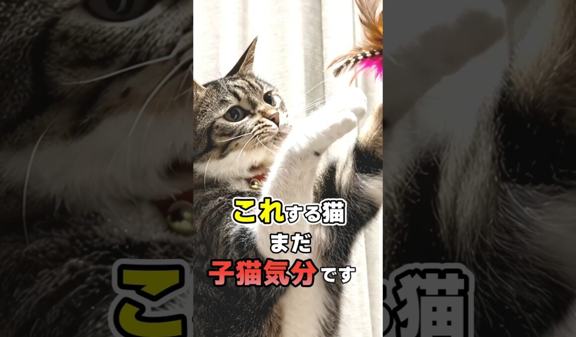 大人なのに甘えすぎ？子猫気分が抜けない猫の行動9選 #猫 #ねこたんの解説 #猫雑学