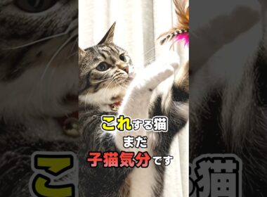 大人なのに甘えすぎ？子猫気分が抜けない猫の行動9選 #猫 #ねこたんの解説 #猫雑学