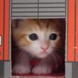 子猫の詰め合わせがかわい過ぎました【赤ちゃん猫　保護猫】