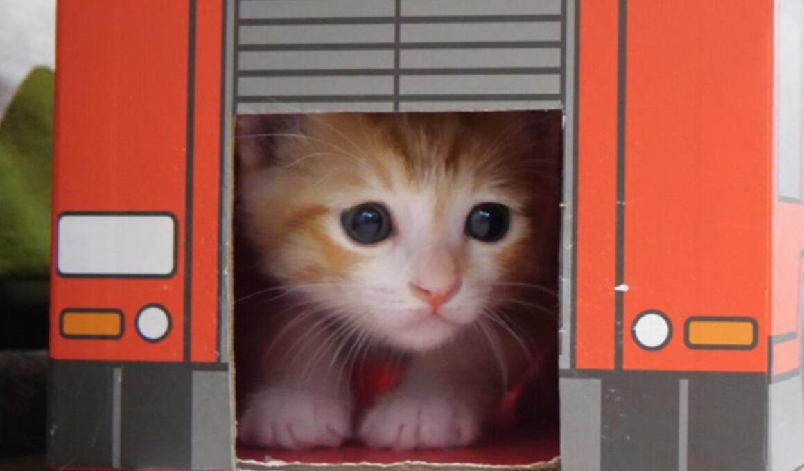 子猫の詰め合わせがかわい過ぎました【赤ちゃん猫　保護猫】